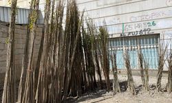 Van’da fidan satışları başladı: Baharın gelmesiyle talep arttı