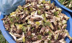 Van’da kenger tezgâhlardaki yerini aldı: Yüksek fiyata rağbet görüyor