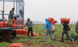 Suriye sınırında bereketli soğan hasadı