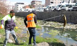 Van balığının göç yolu temizleniyor