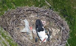 15 Yıldır Göç Etmeyen Leylek, Erdem Ailesinin Sadık Komşusu Oldu