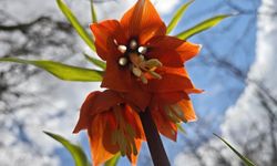 Bu Çiçeği Koparmanın Cezası 700 Bin TL