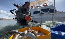 Van Balığının Üreme Dönemi Başladı, Av Yasağı Bugün İtibarıyla Başlıyor