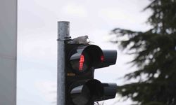 Trafik lambasına yuva yapan kumru görenleri şaşırtıyor