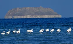 Van Gölü havzasında bahar müjdesi: Allı turnalar geri döndü