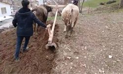 Bahçesaray’ın sarp yamaçlarında karasabanla tarım sürüyor