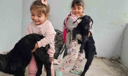 Gök gürültüsünden ürken yavru keçiler 3’üncü kattaki balkona sığındı