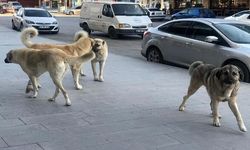 Erciş’te sokak köpekleri için doğal yaşam alanı yapılıyor