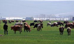 Kurbanlık Alırken Sosyal Medya Tuzağına Düşmeyin