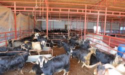 Kahramanmaraş esnafından kurbanlıkta vatandaşlara destek