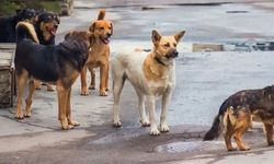 Van’da Köpek Saldırısı Sonrası Yanıltıcı Haberlere Soruşturma Başlatıldı