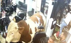 Sahibinden kaçan boğa kuaför salonunu birbirine kattı