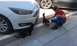Vefakar kedi arkadaşını yalnız bırakmadı