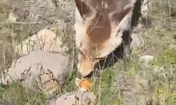 Aç kalan tilki piknik sofrasına ortak oldu