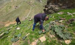Bitlis’in Yüksek Yaylalarında Işkın Toplama Yoğunluğu