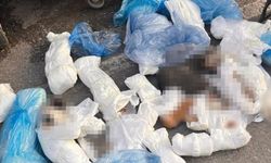 Başsavcılığın İtirazı Sonuç Verdi: 33 Kedinin Ölümüne Neden Olan Cani Veteriner Tutuklandı