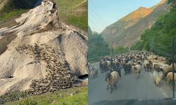 Bu yıl yayla sezonu gecikmeli başladı