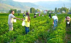 Bu tarlada çilek yemek serbest, götürmek ücretli