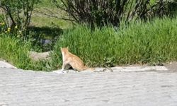 Van'da ot yiyen kedi dikkat çekti: Kediler neden ot yer?
