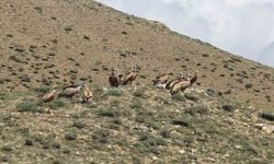 Gürpınar’da Kızıl Akbabalar Sürüler Halinde Görüntülendi