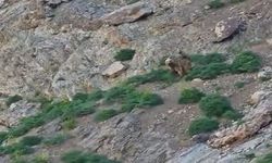 Hakkari'de yaban hayatından dikkat çeken kareler