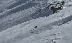 Bitlis’te Yaban Hayatının Gizemli Üyesi Vaşak Görüntülendi