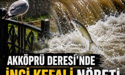 Akköprü Deresi'nde İnci Kefali Nöbeti