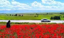 Muş’ta Gelincik Tarlası Kırmızıya Büründü