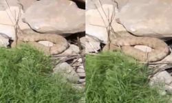 Hakkari Dağlarında Koca Engerek Yılanı Görüldü