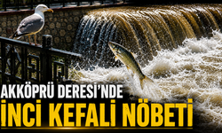 Akköprü Deresi'nde İnci Kefali Nöbeti