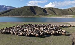 Göçerlerin Yaz Mesaisi Başladı: Bitlis Yaylaları Şenlendi