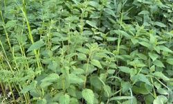 Ağrı’da ısırgan otu hasadı