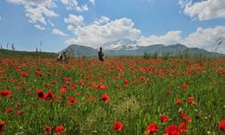 Bitlis’te Gelincik ve Karın Büyüleyici Buluşması