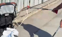 Ağaçtan bebek arabasına yılan düştü
