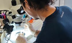 Türkiye ve Japonya'dan Keneye Karşı Ortak Hamle