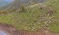 Muş’ta Besicilerin Yayla Göçü Başladı