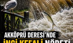 Akköprü Deresi'nde İnci Kefali Nöbeti