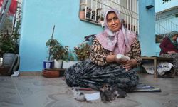Hatay’da Yürek Isıtan Merhamet: Yavru Kedilere Anne Oldu
