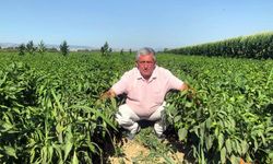 Tarlada 5 liraya pazarda 35 lira