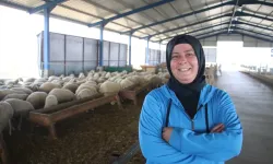 Devlet desteğiyle çiftlik kuran kadın, koyun sayısını 150'den 350'ye çıkardı