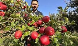30 Yıl Önce İran'dan Getirdiği Meyve Ağaçlarından Ton Ton Ürün Alıyor