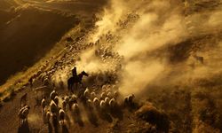 Sürülerin tozlu yolculuğu