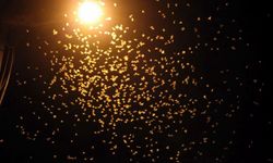 Sineklerinin ‘ölüm dansı'