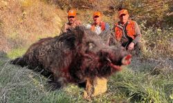 Avcılar bile şaşırdı: 300 kiloluk yaban domuzu avlandı