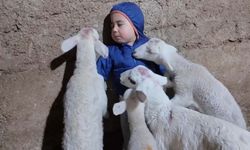 Kuzuların arasında kalan minik Yusuf’un tatlı halleri gülümsetti