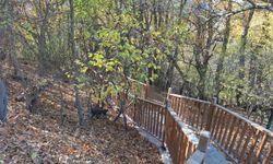 Bahçesaray’da Sonbahar: Dökülen Yapraklar İlçeye Büyülü Bir Atmosfer Kattı