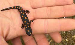 Van’da nadir rastlanan benekli semender görüldü