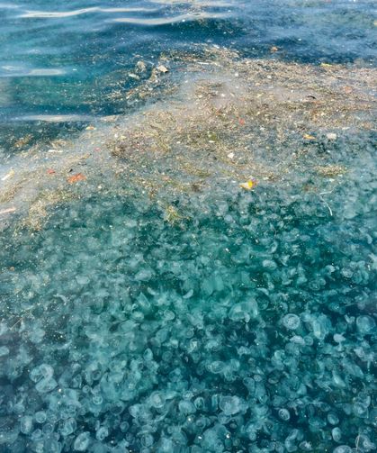 Hayrete düşüren görüntü: Binlercesi kıyıya vurdu