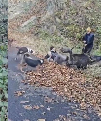 Domuz saldırısına uğrayan avcıyı arkadaşları kurtardı