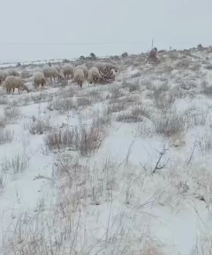 Koyunlar kar altında kaldı, çoban türküleriyle ile mest etti